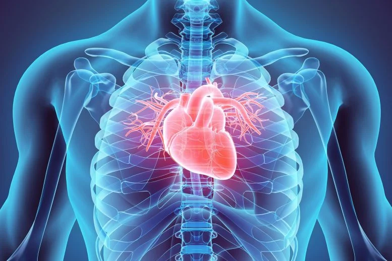 Male-Medical-Anatomy-Human-Heart-Close-777x518.webp
